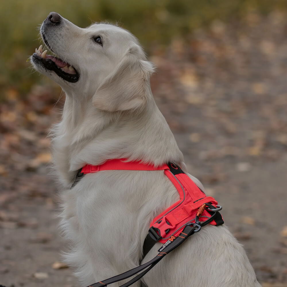 Non-stop dogwear Ramble Harness