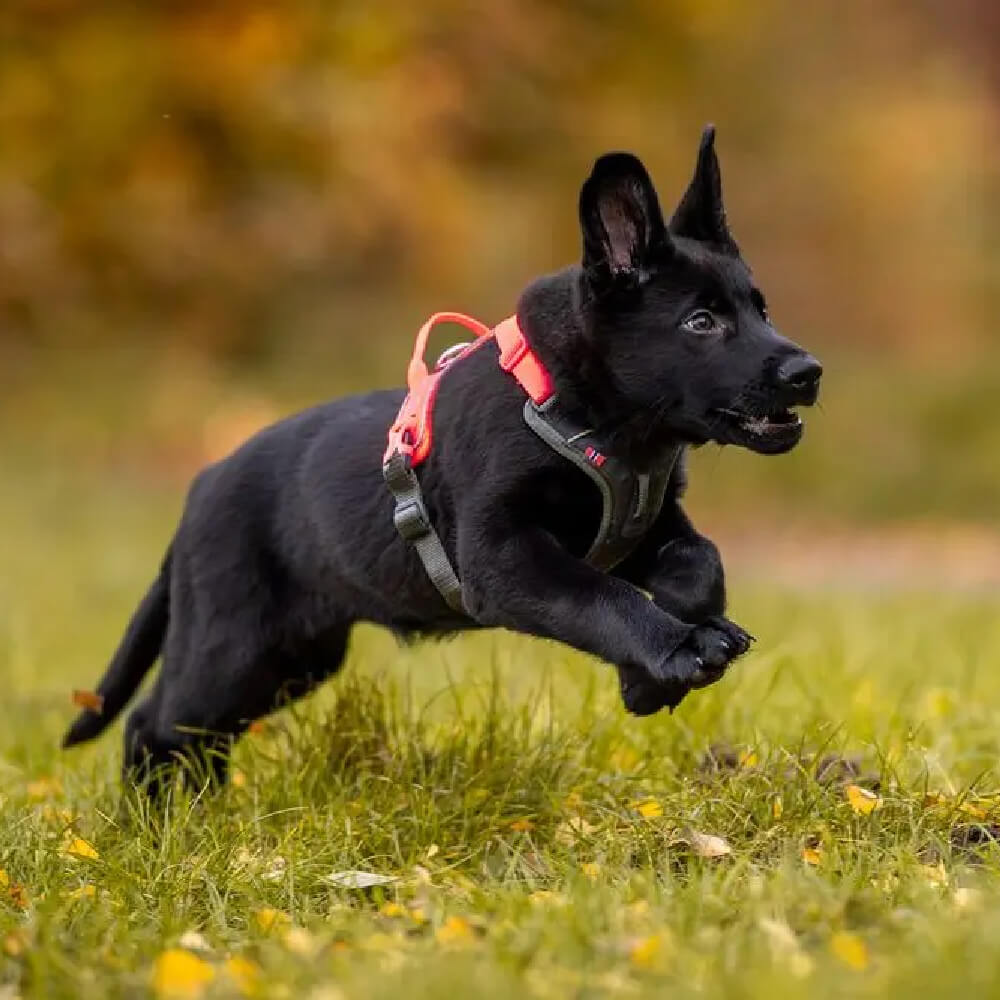 Non-stop dogwear Ramble Harness