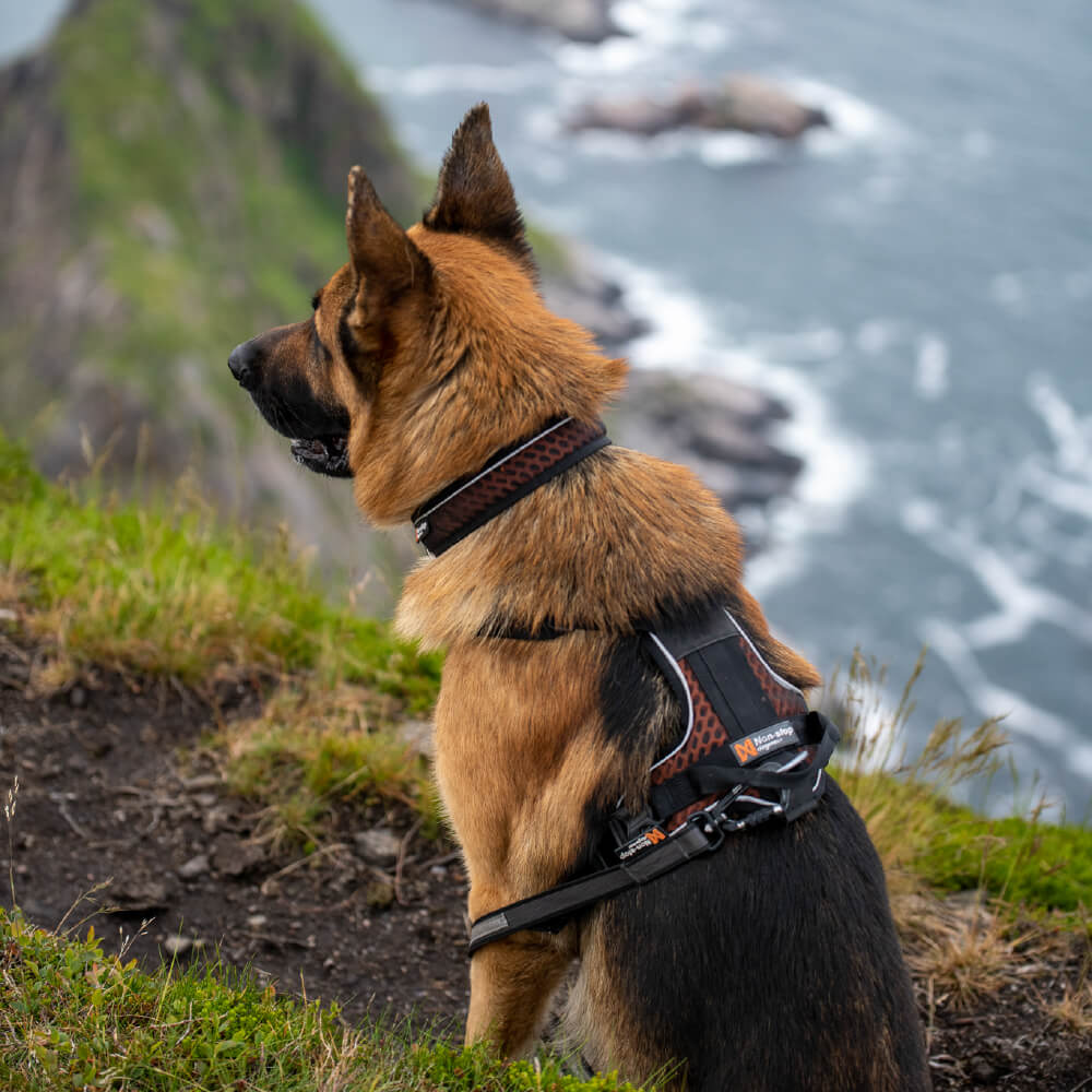 Non-stop dogwear Rock Harness