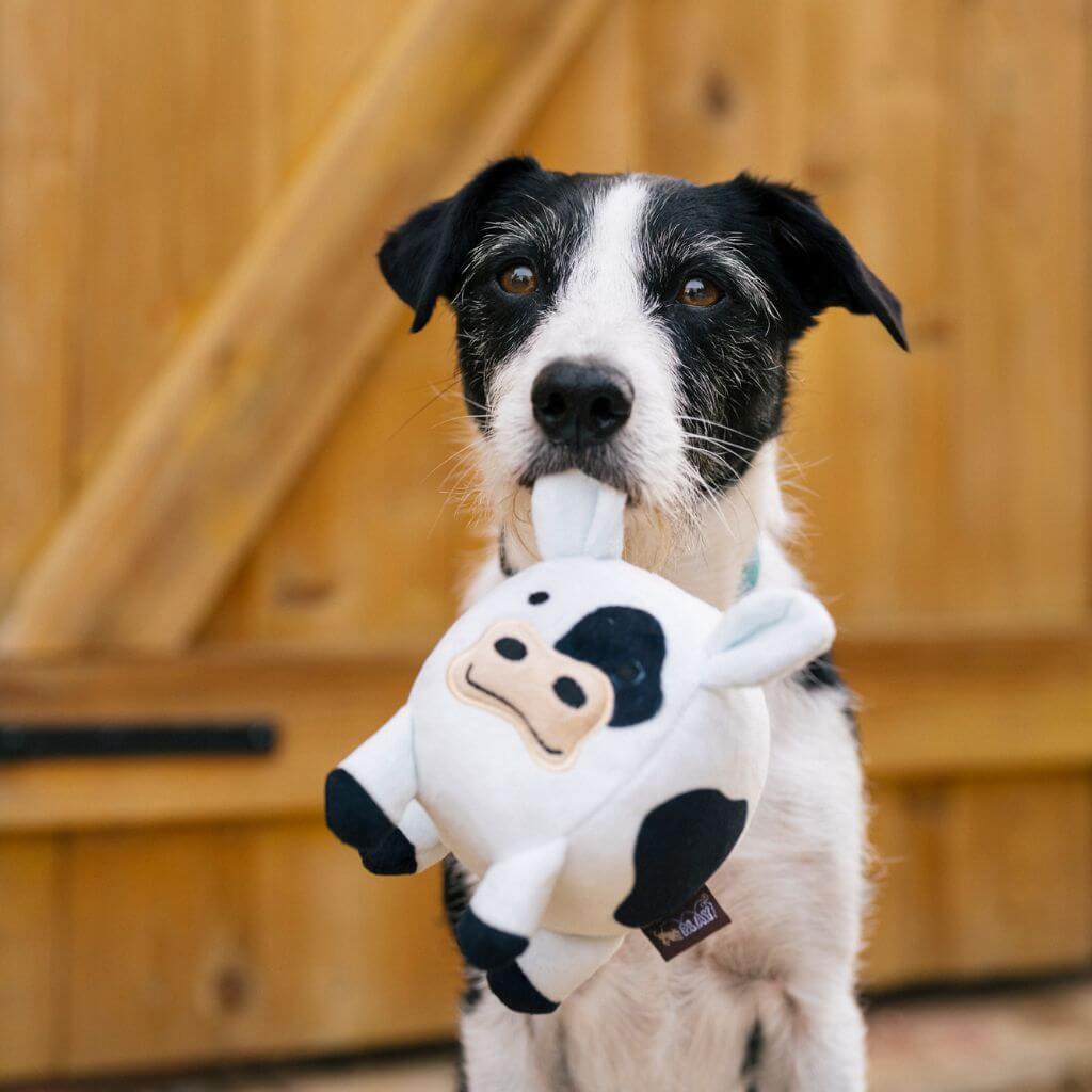 A dog holding the PLAY Barnyard Buddies, Cole the Cow dog toy by its ear. 