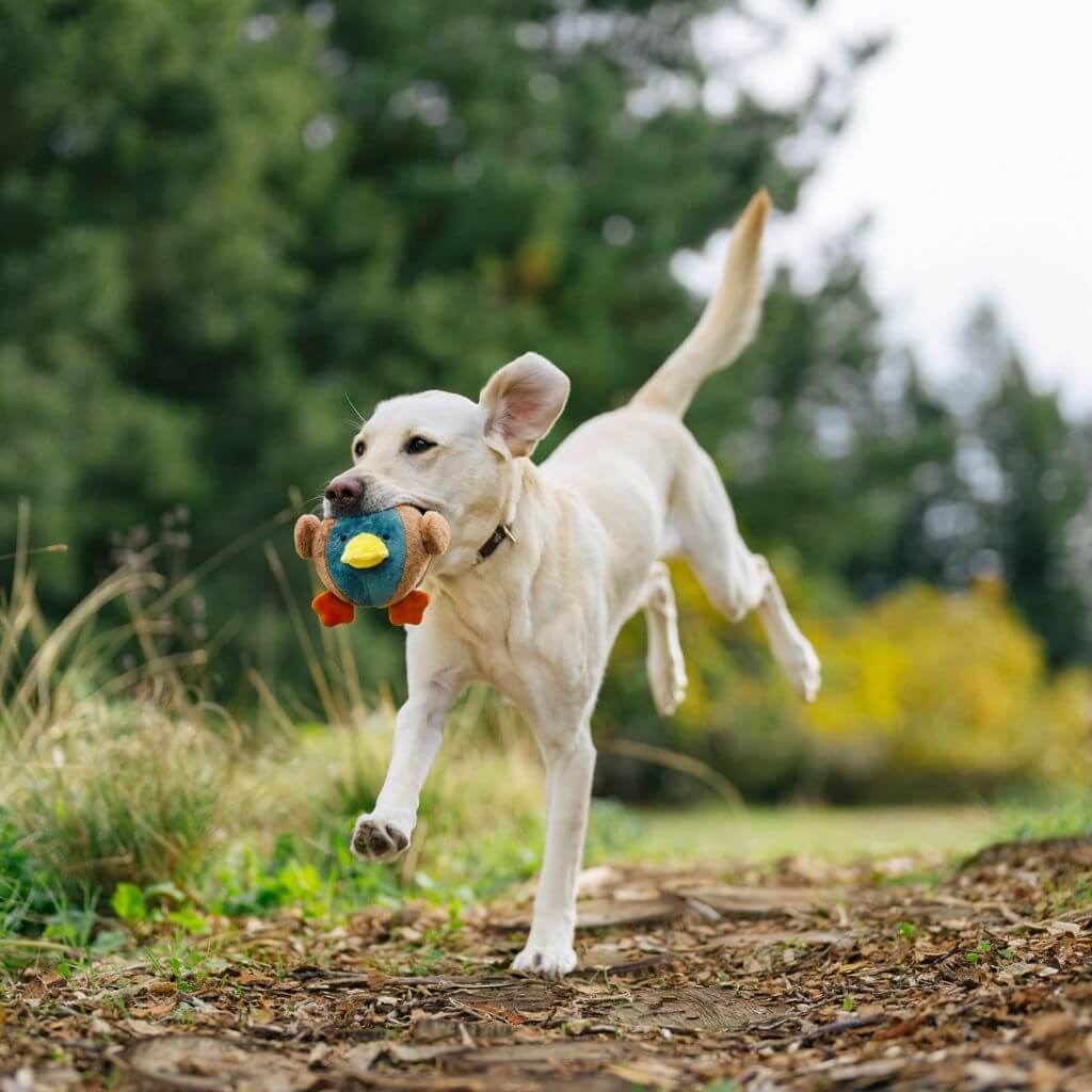 A cream labrador prancing in the outdoors with PLAY Barnyard Buddies, Dana the Duck dog toy in its mouth.