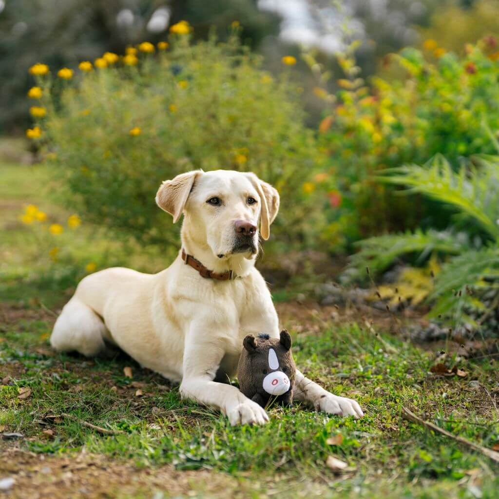 A cream labrador posing with PLAY Barnyard Buddies, Harley the Horse dog toy while laying on the grass.