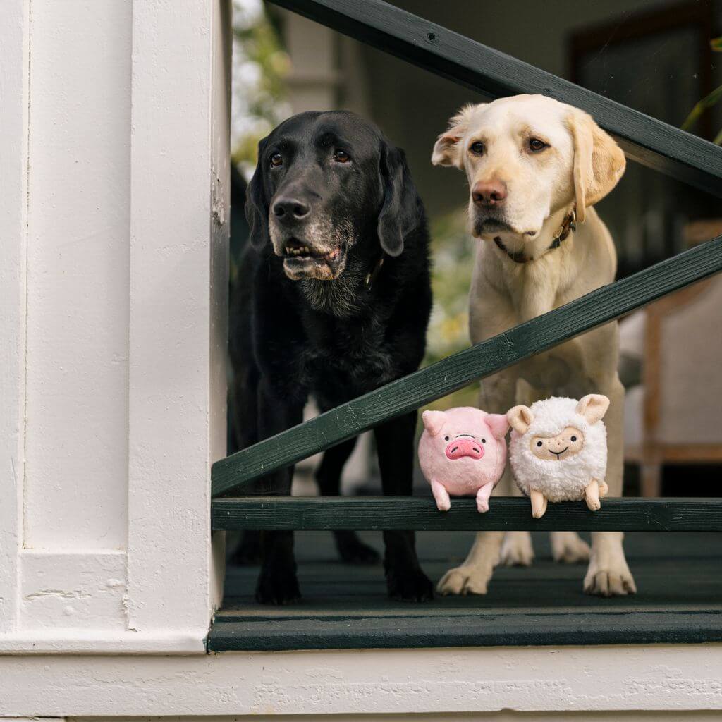 2 dogs with their heads peeping out of a fence with the PLAY Barnyard Buddies, Sadie the Sheep and Paul the Pig dog toys on the bottom.