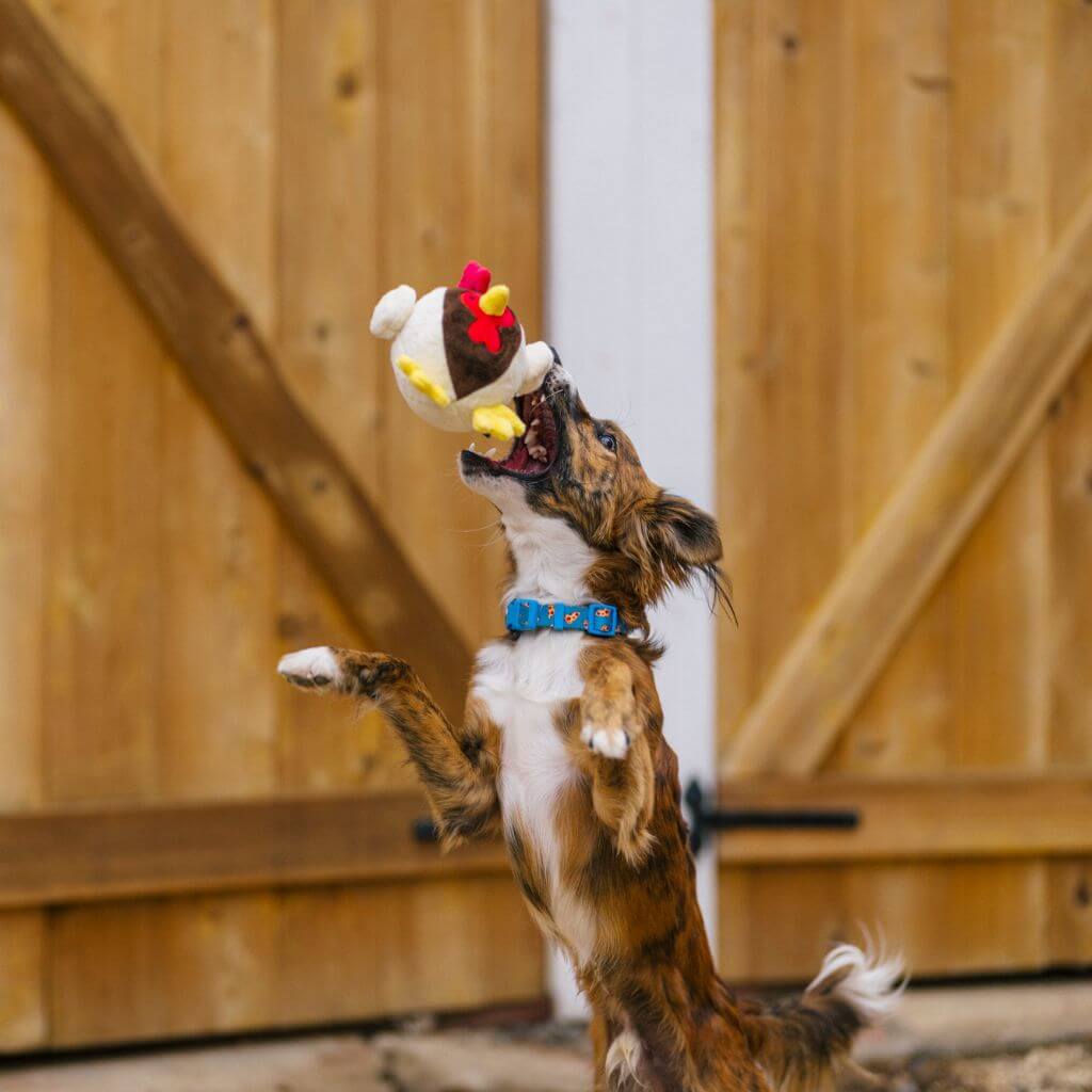 Dog jumping to catch the PLAY Barnyard Buddies, Ryan the Rooster dog toy mid-air.