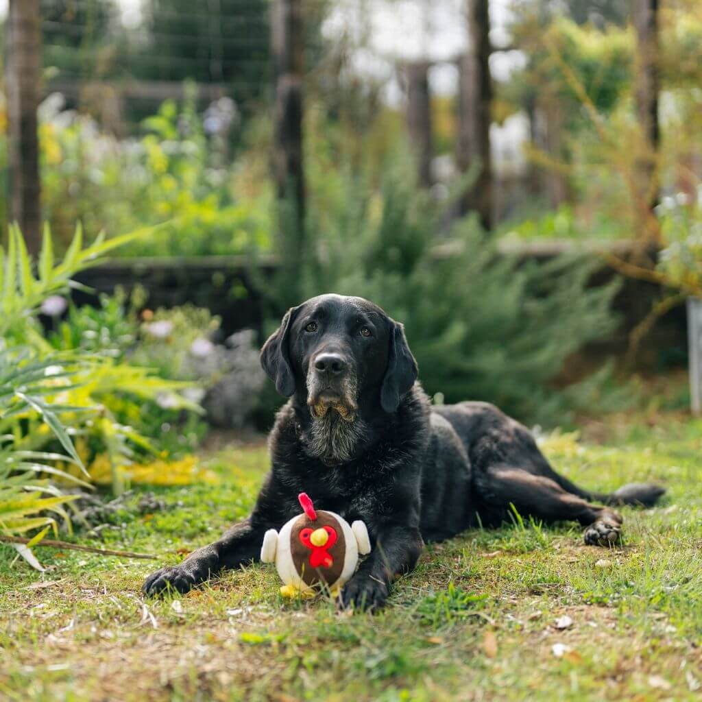 A black labrador poses with the PLAY Barnyard Buddies, Ryan the Rooster dog toy on the grass in a backyard. 