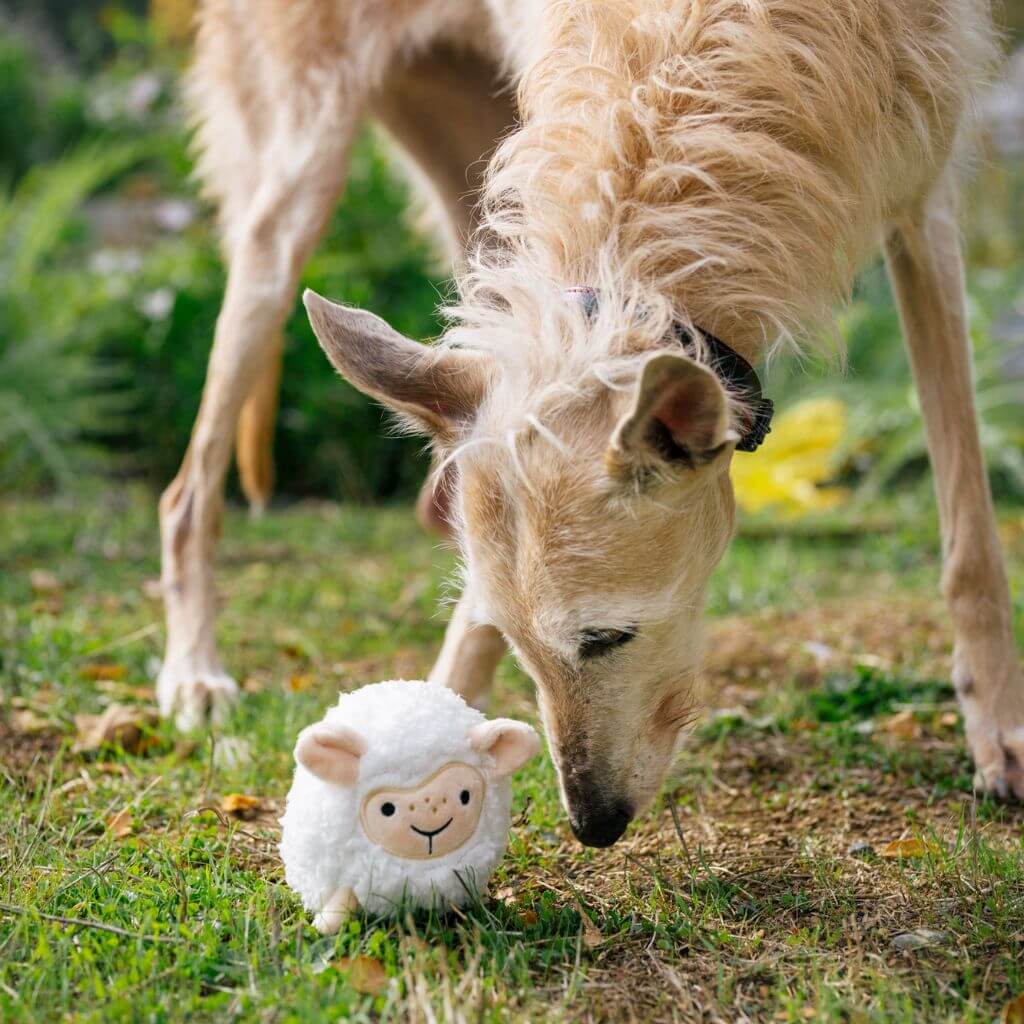 A dog playing with PLAY Barnyard Buddies, Sadie the Sheep dog toy against a white background in an open field.