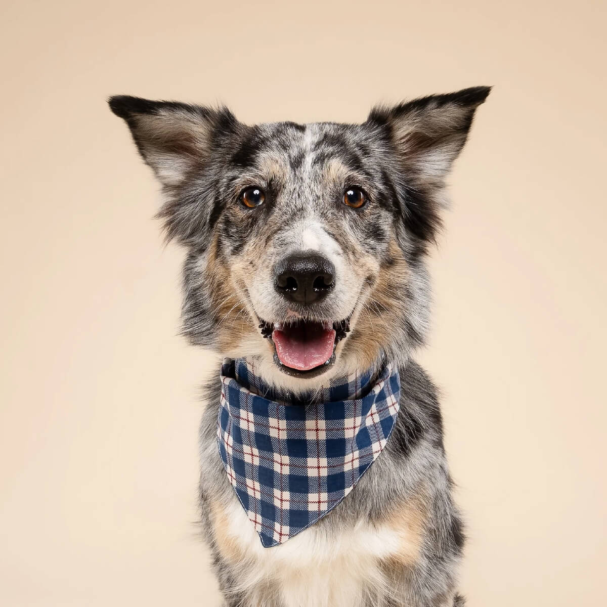 The Paws Bandana | Apres Plaid