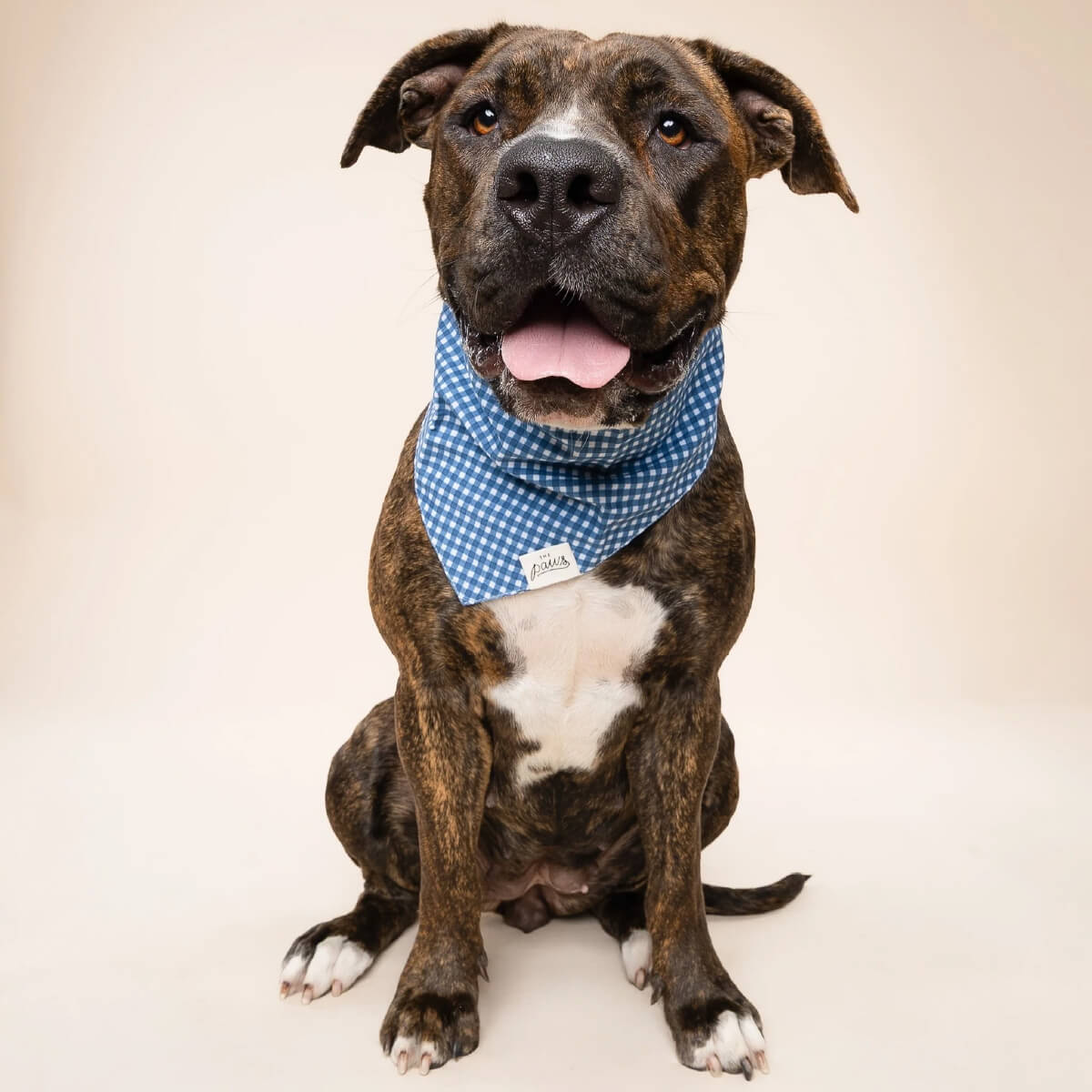 The Paws Bandana | Blue Gingham