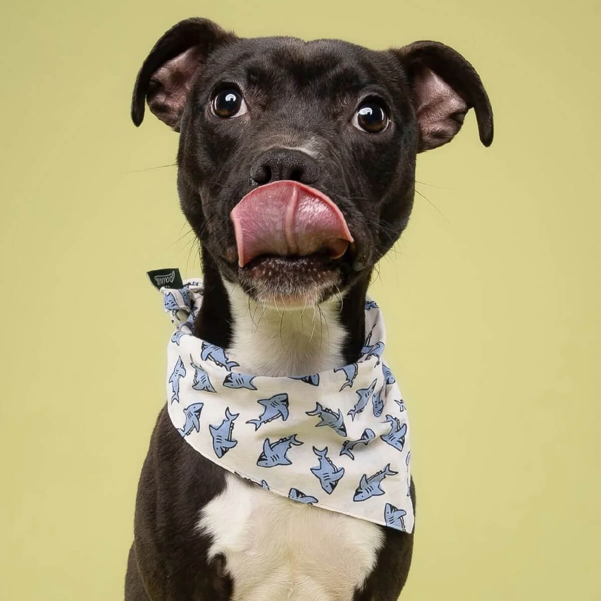 The Paws Bandana | Jawz