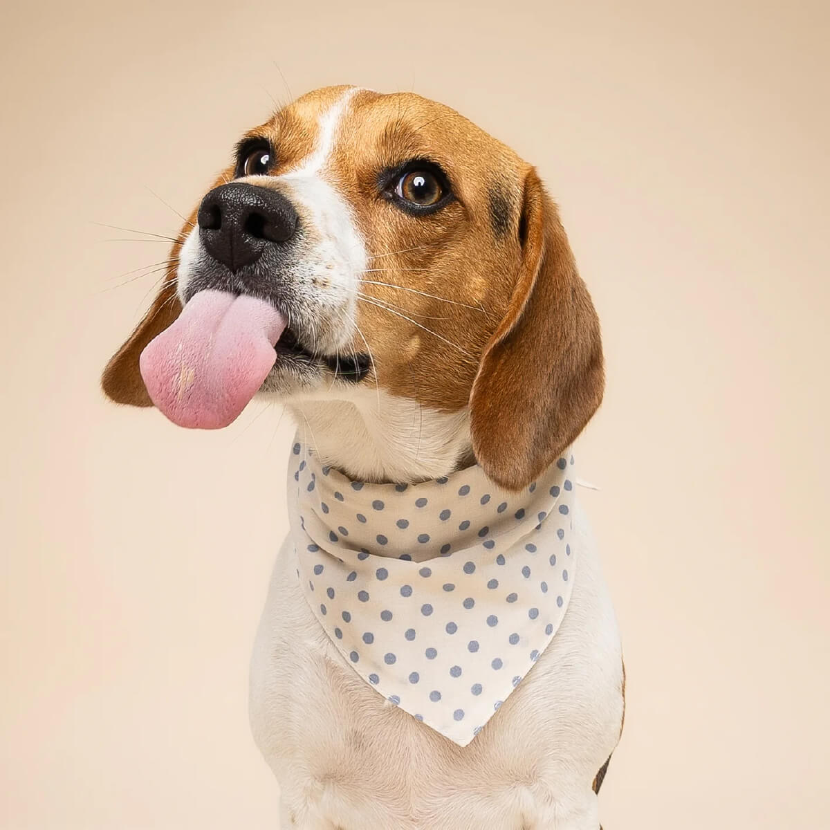 The Paws Bandana | Polka Dot Blue