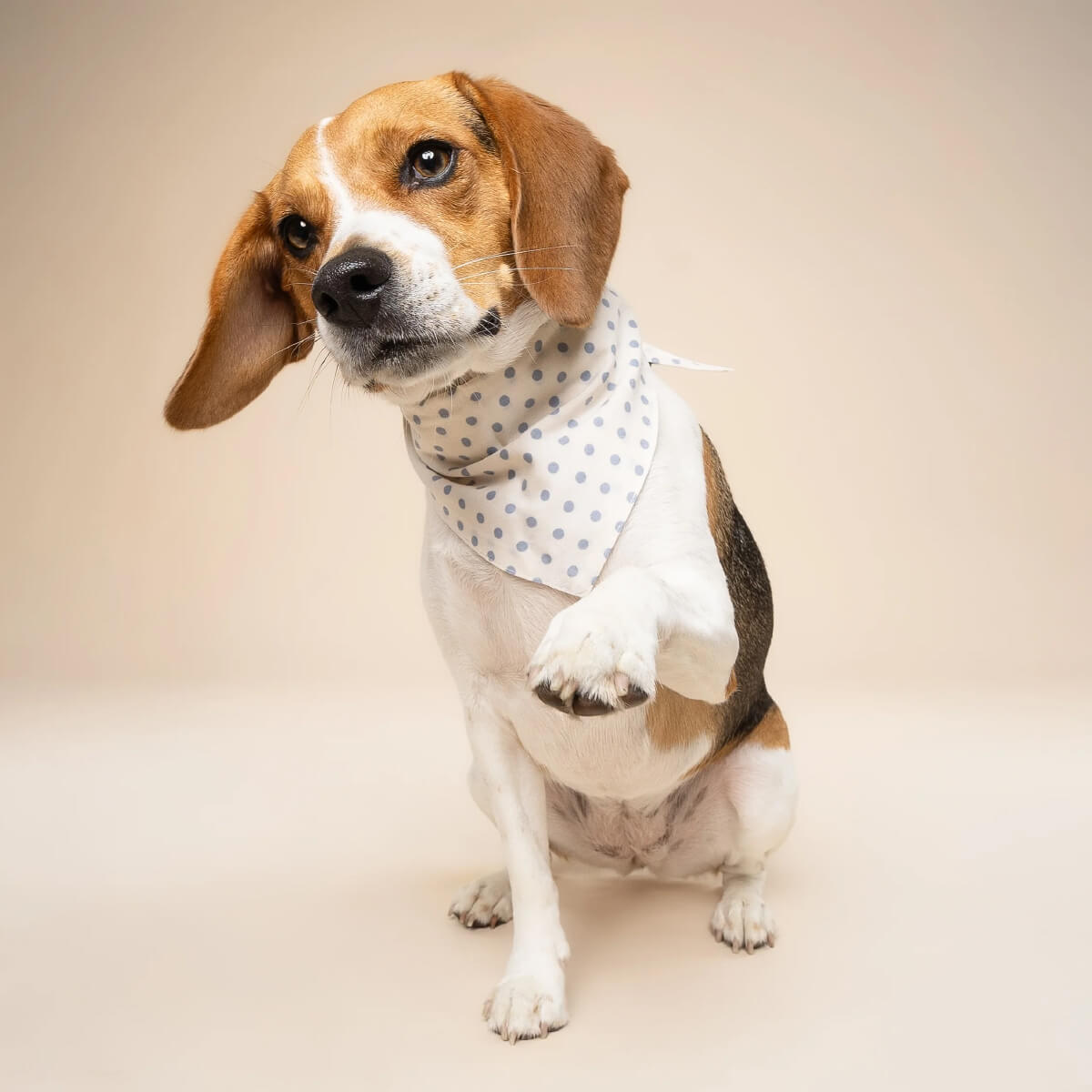 The Paws Bandana | Polka Dot Blue