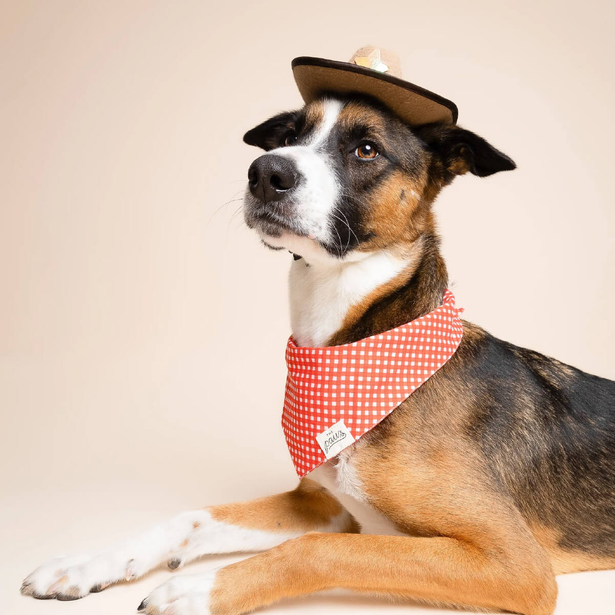 The Paws Bandana | Red Gingham