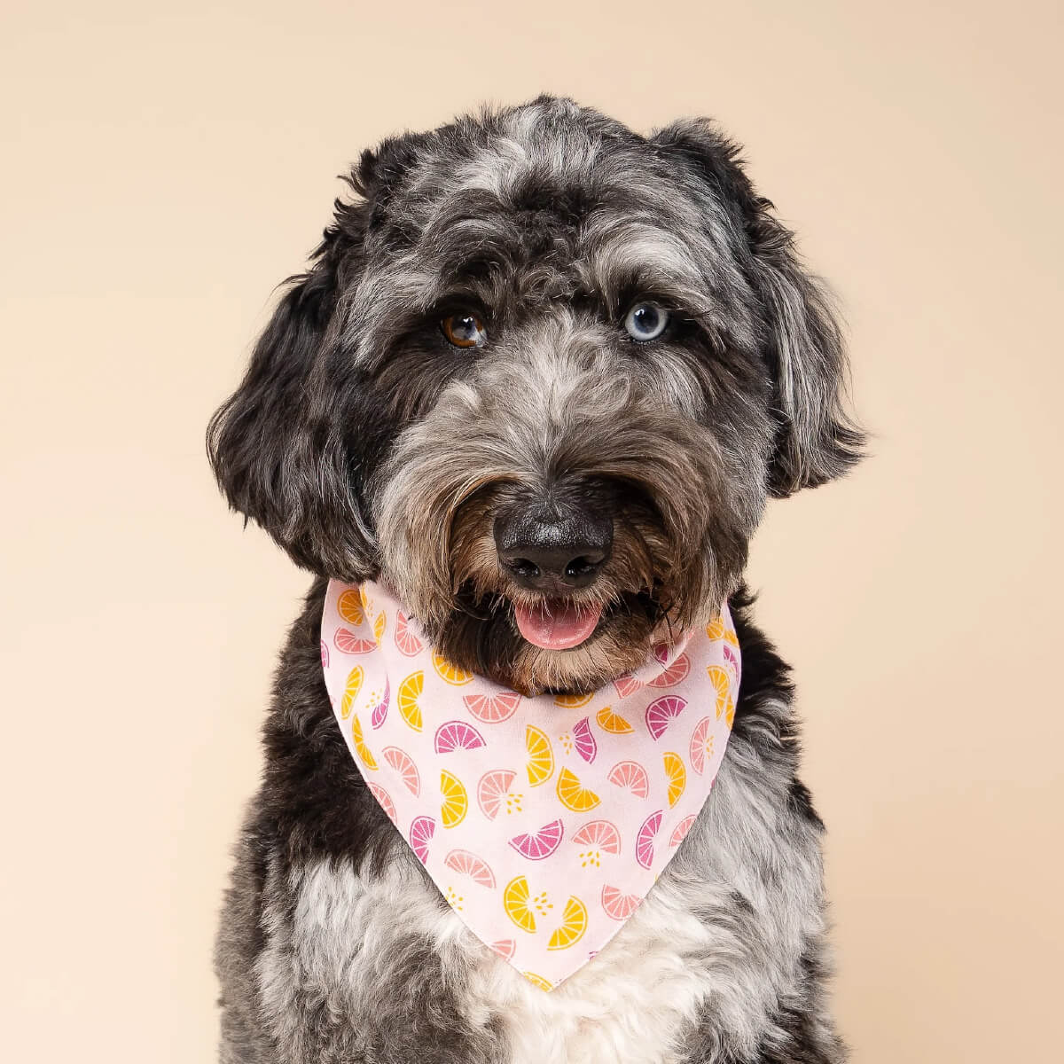 The Paws Bandana | Squeezed
