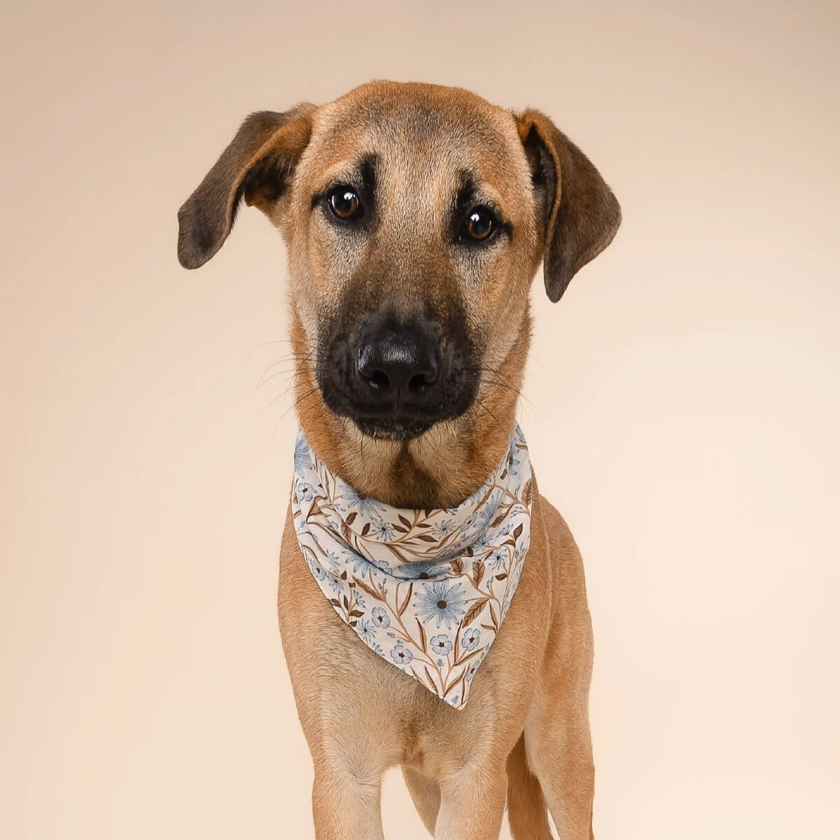 The Paws Bandana | Willow