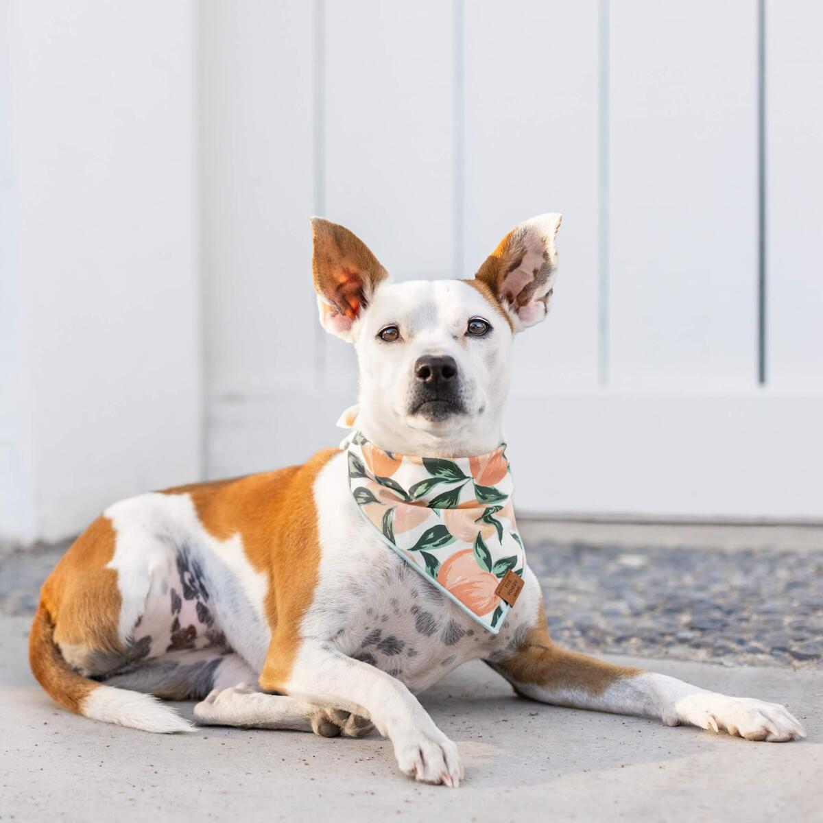 The Foggy Dog Peaches & Cream Bandana