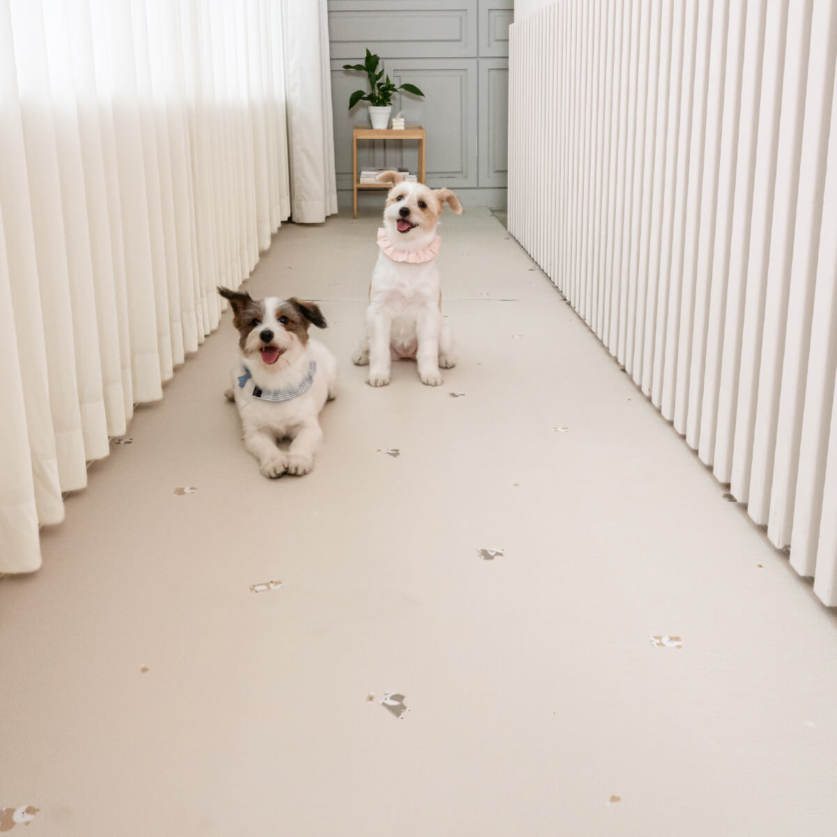 Pupping Pet Mat Aisle Type Dog Breed Design