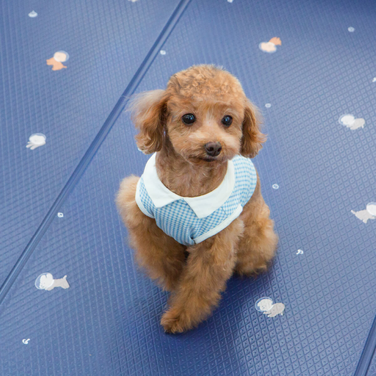 Pupping Pet Mat Folding Type Dog Breed Design