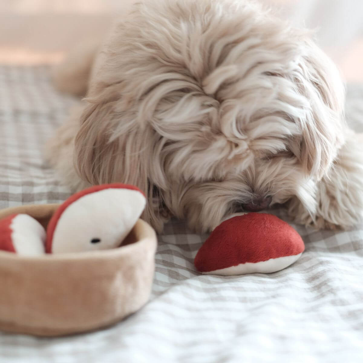 A poodle mix playing with the Pups and Bubs Apple Pie Nosework Toy.