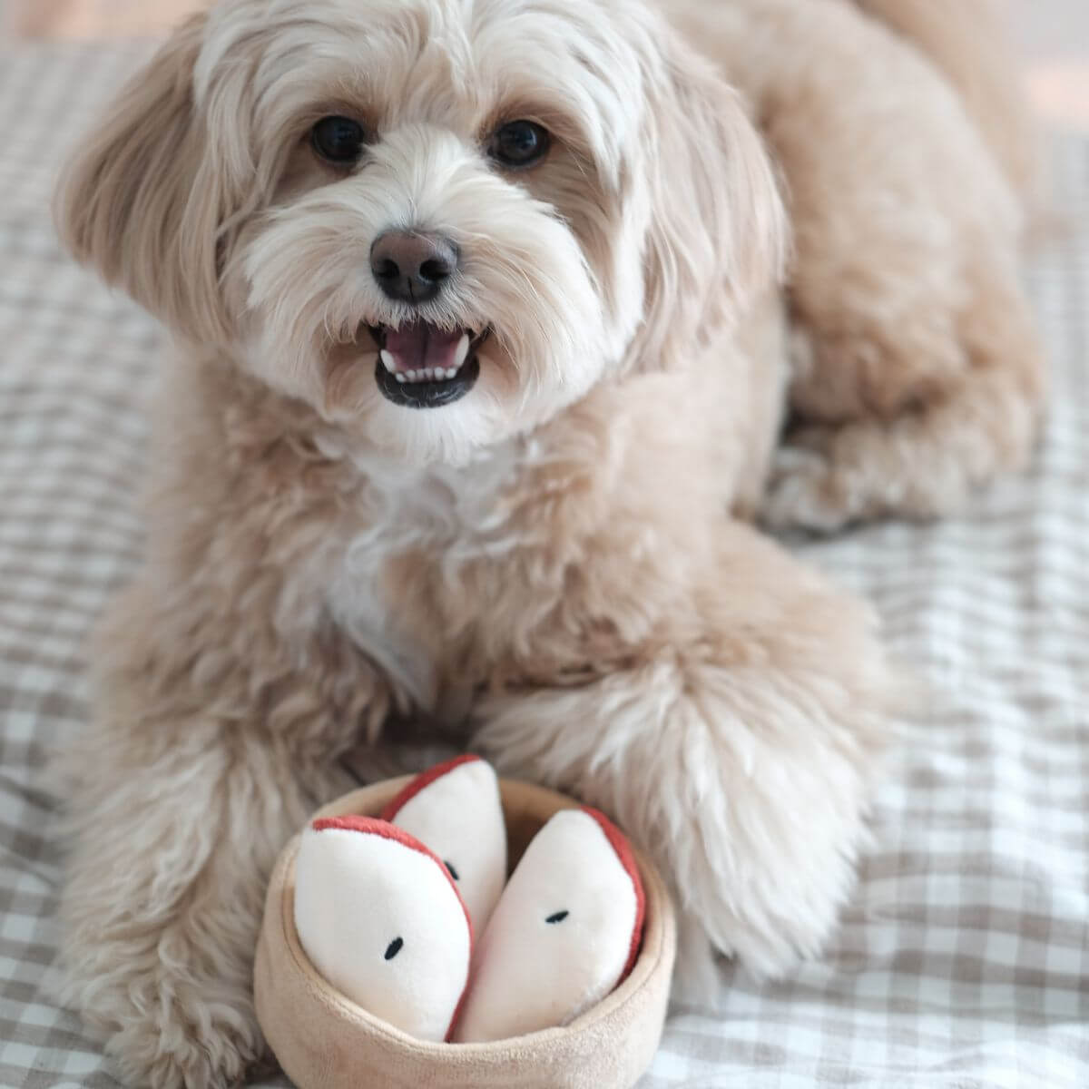 A poodle mix playing with the Pups and Bubs Apple Pie Nosework Toy.