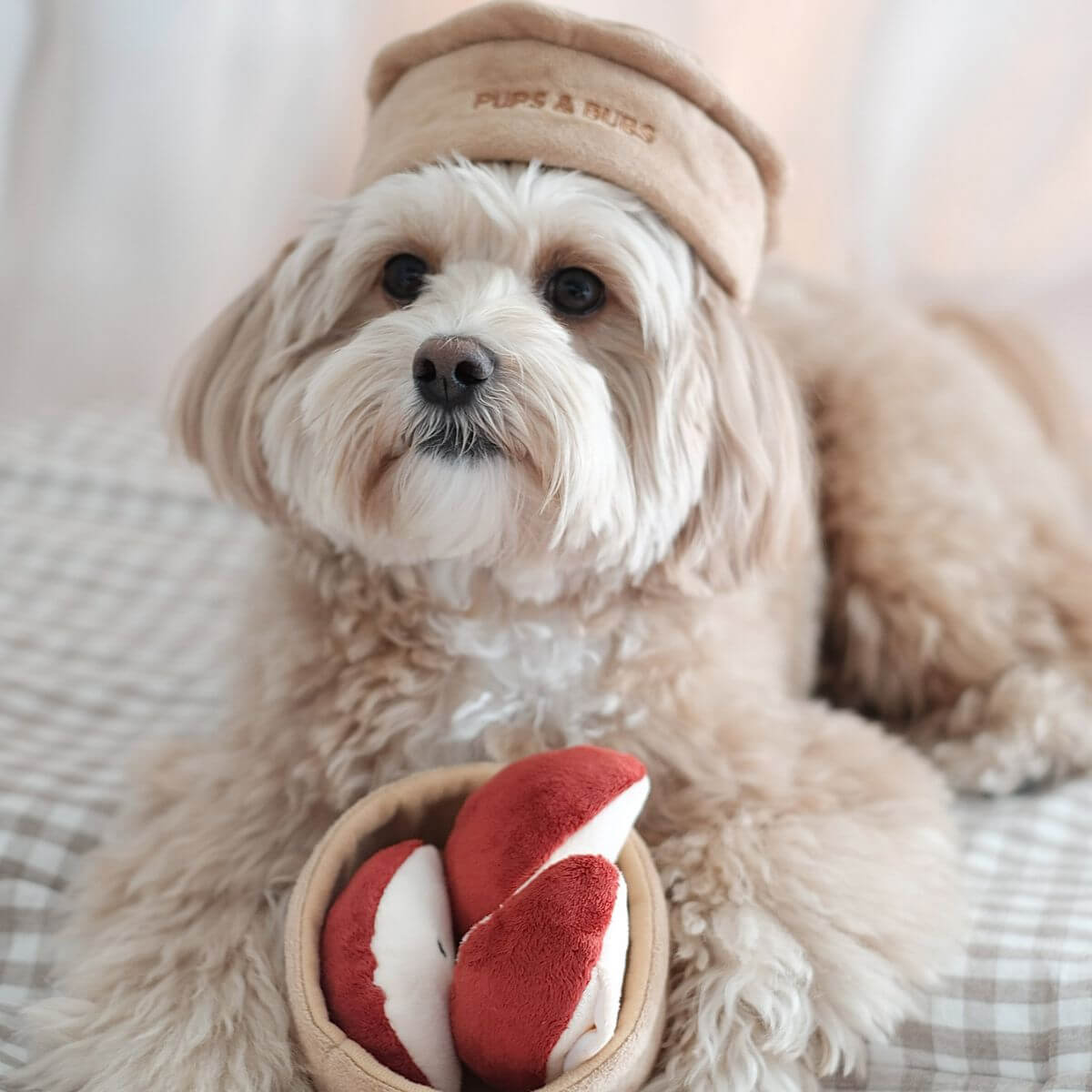 A poodle mix posing with the Pups and Bubs Apple Pie Nosework Toy. 