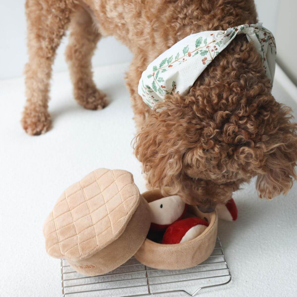 A poodle playing with the Pups and Bubs Apple Pie Nosework Toy. 