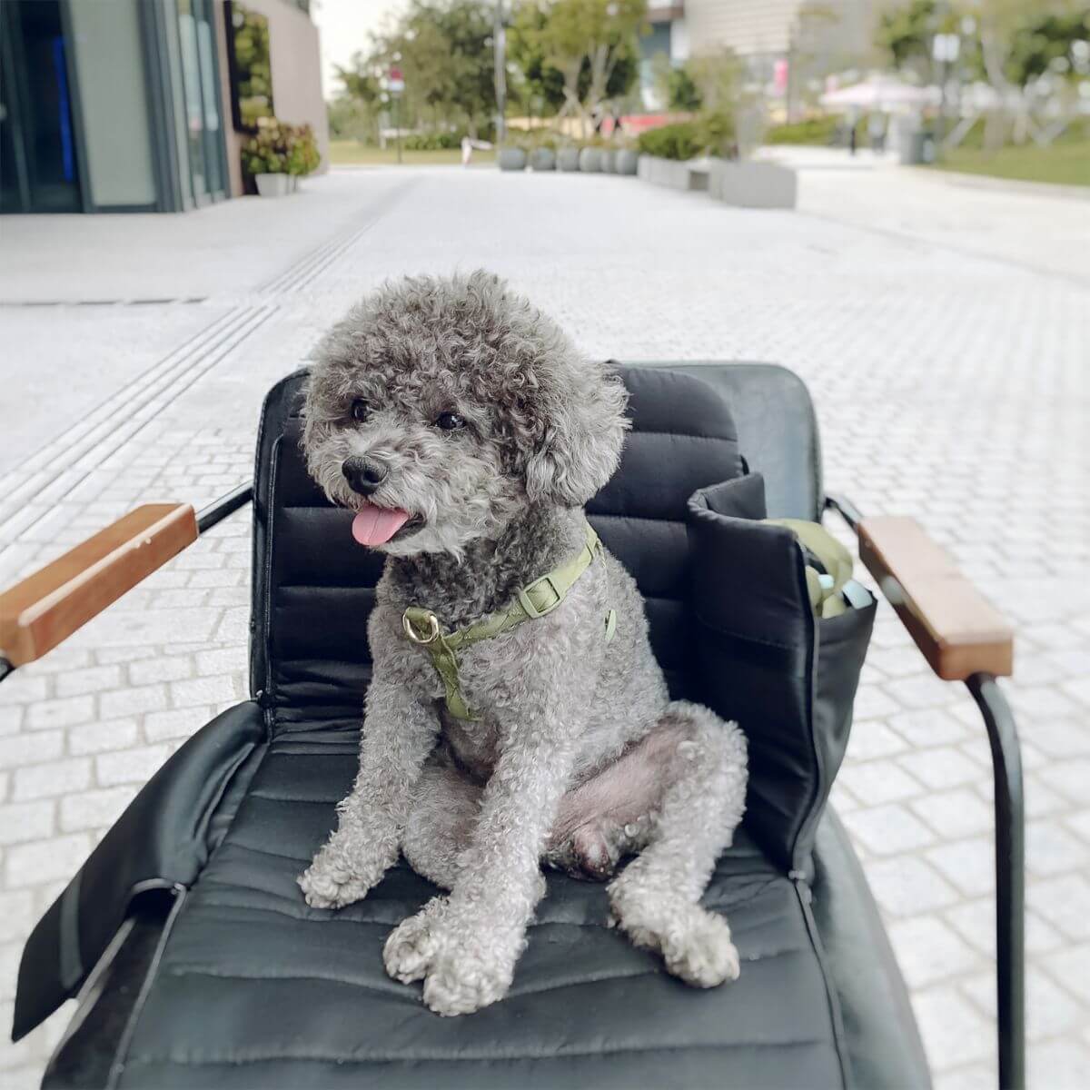Pups and Bubs Everywhere Convertible Tote Bag Carrier in black with a poodle on it. 