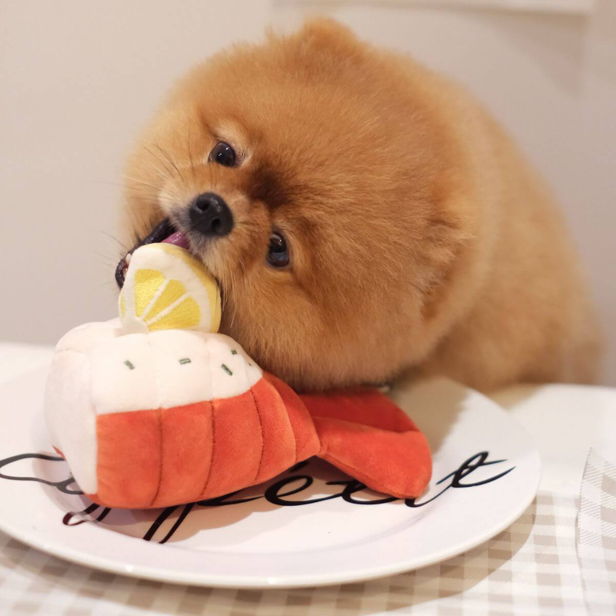 a pomeranian playing with the Pups and Bubs Grilled Lobster Nosework Toy.