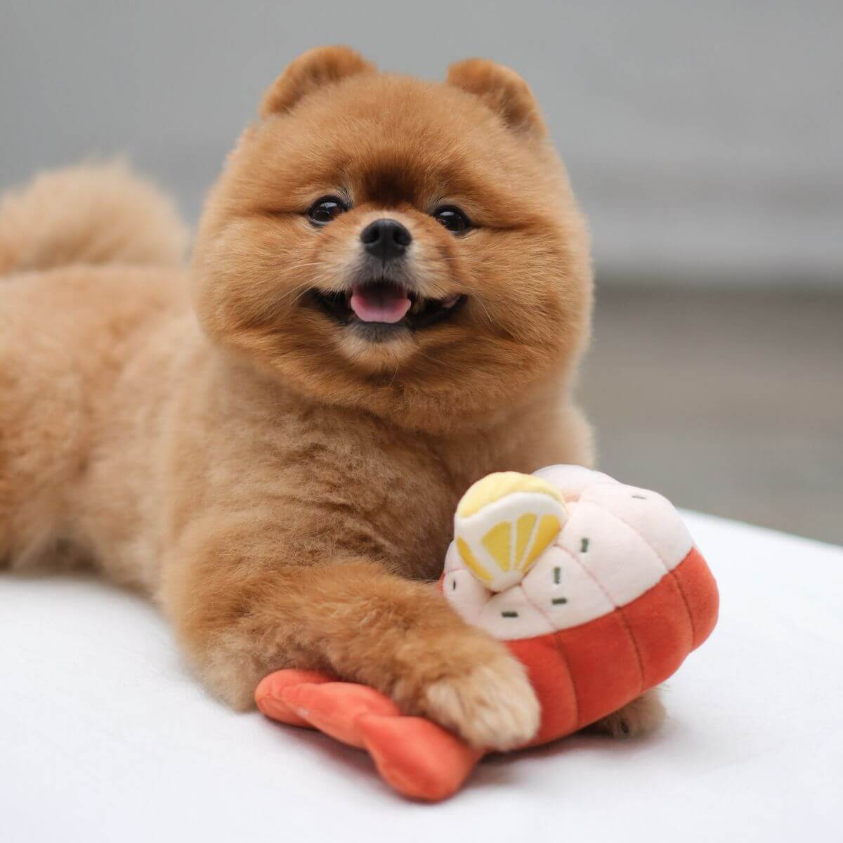 A pomeranian posing with the Pups and Bubs Grilled Lobster Nosework Toy.
