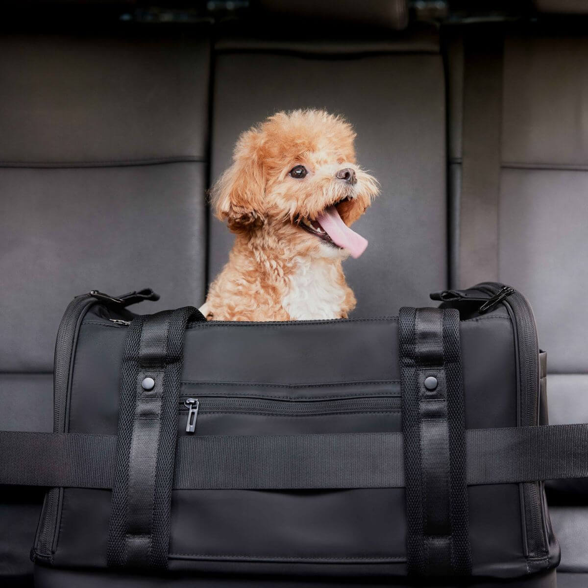 Pups and Bubs Onboard Travel Carrier as a car seat. 