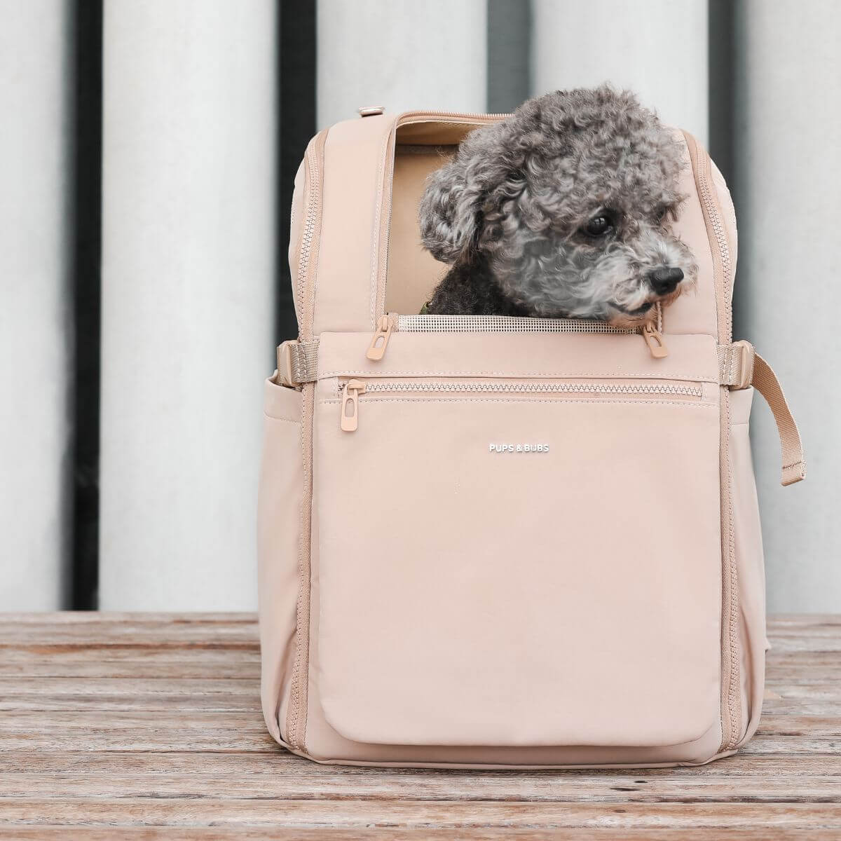 A poodle in the Pups and Bubs Travelers Backpack in Desert. 
