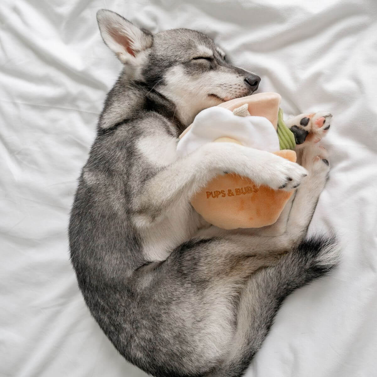 A pomsky curled on a bed with the Pups and Bubs Pita Pocket Nosework Toy in its arms. 
