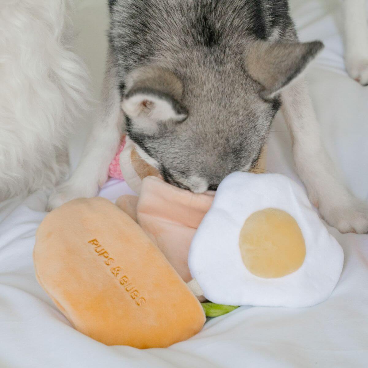 A pomsky investigating the Pups and Bubs Pita Pocket with its nose in the toy.