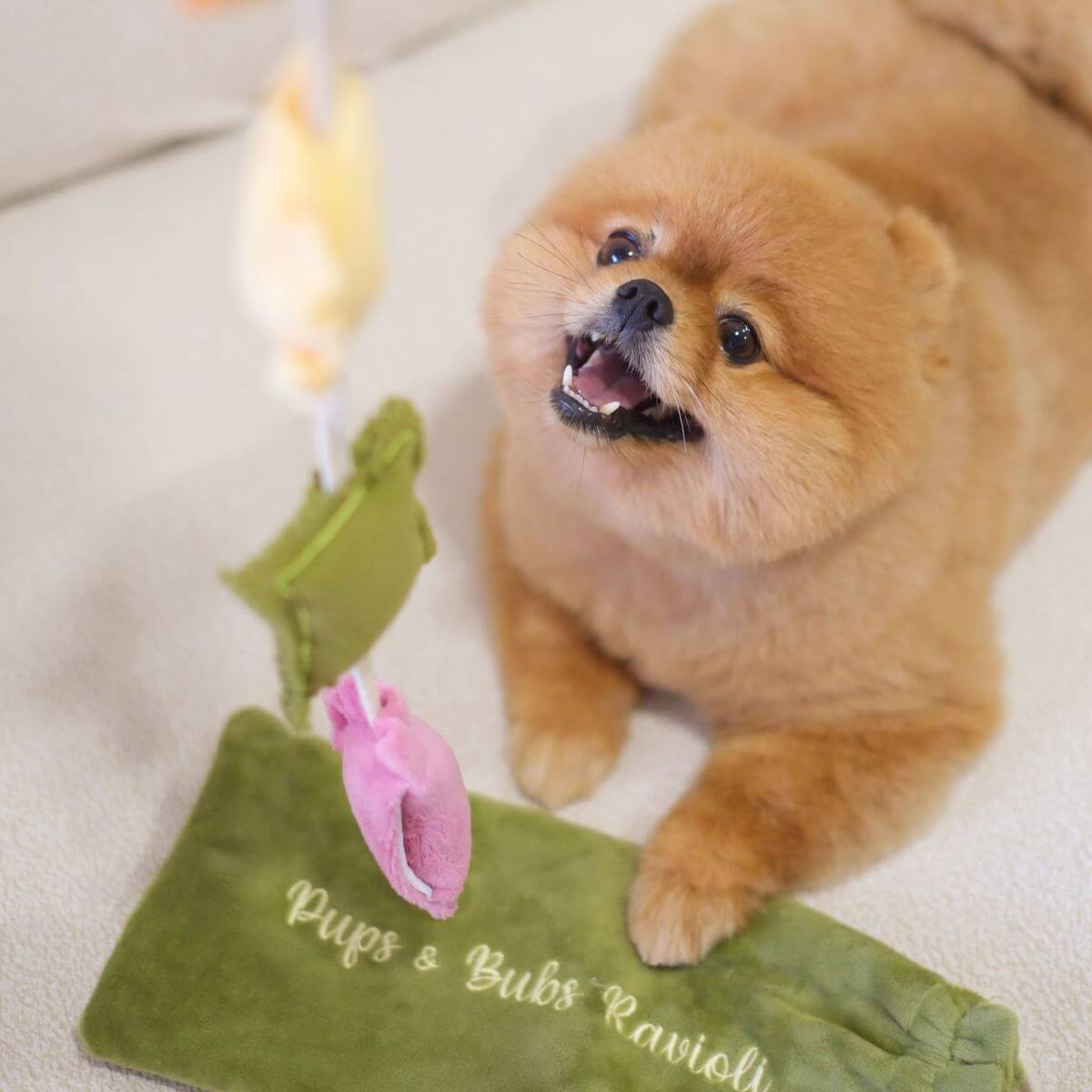 A pomeranian looking at the Pups and Bubs Ravioli Nosework Toy suspended in mid-air.