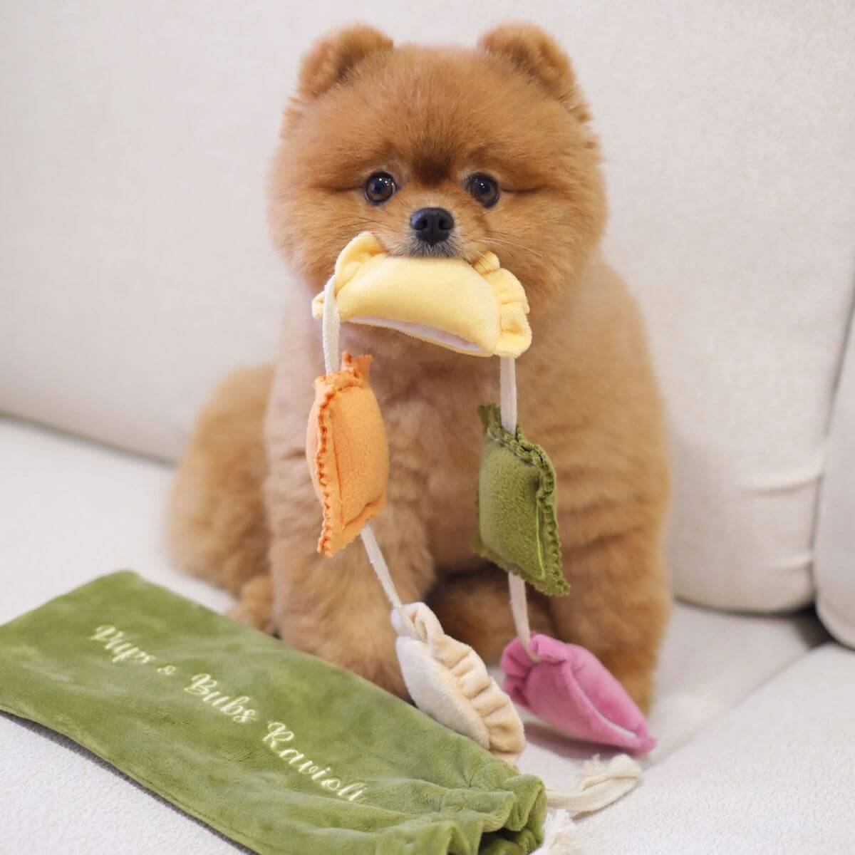 A pomeranin holding onto the Pups and Bubs Ravioli Nosework Toy in its mouth.