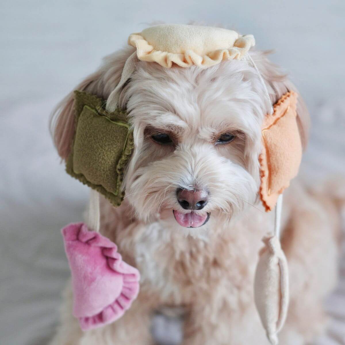 A dog with the Pups and Bubs Ravioli Nosework Toy on its head while looking down.