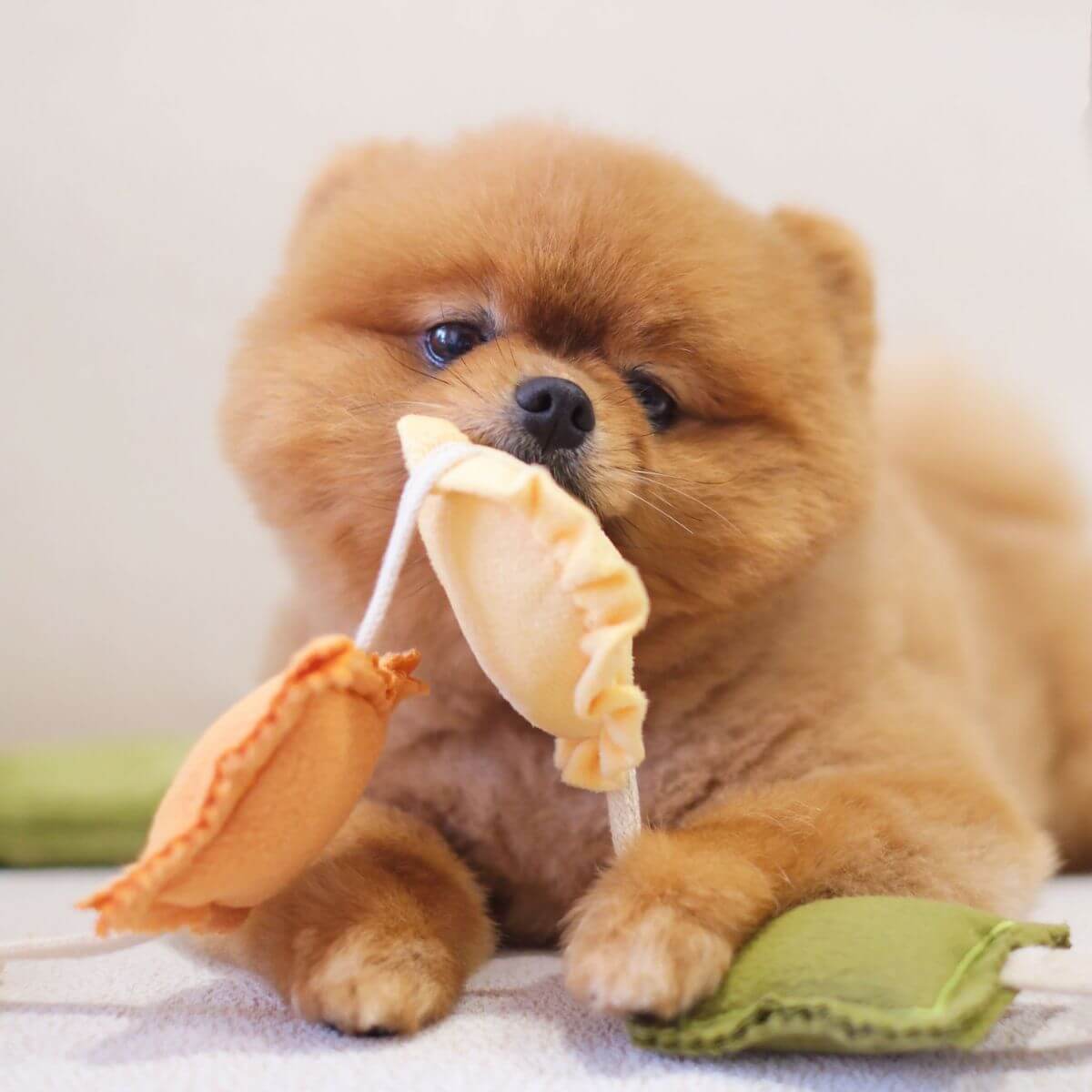 A brown pomeranian chewing on the Pups and Bubs Ravioli Nosework Toy. 