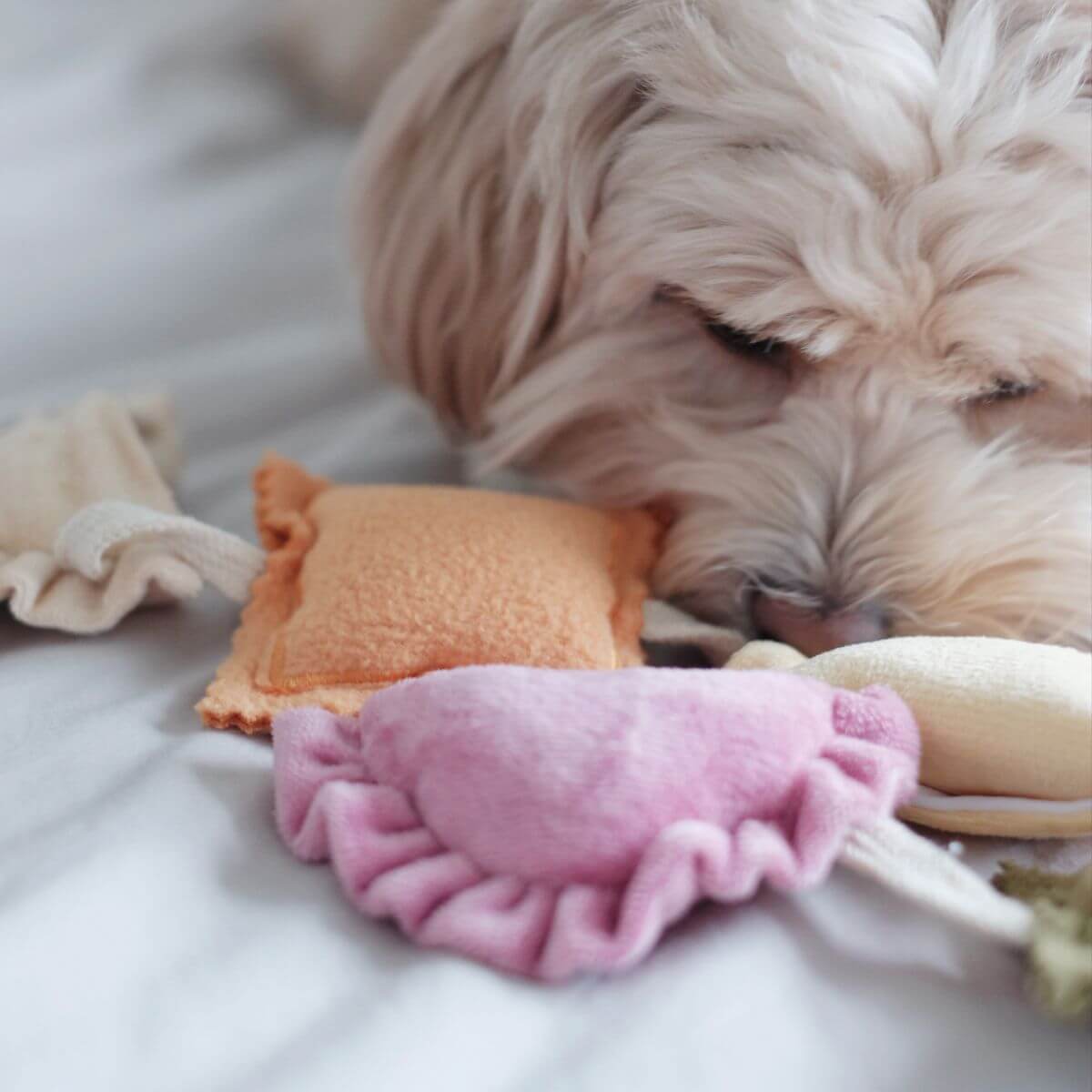 A dog sniffing out the Pups and Bubs Ravioli Nosework Toy. 