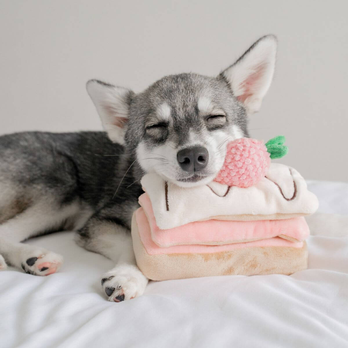 A pomsky with its head resting atop the Pups and Bubs Strawberry Mille-Feuille Nosework Toy.