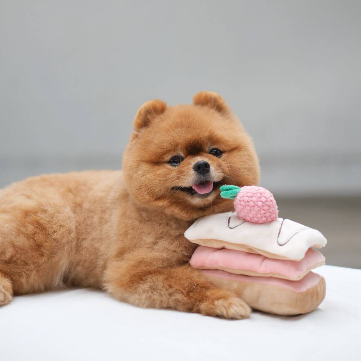 A brown pomeranian posing with the Pups and Bubs Strawberry Mille-Feuille Nosework Toy outdoors.