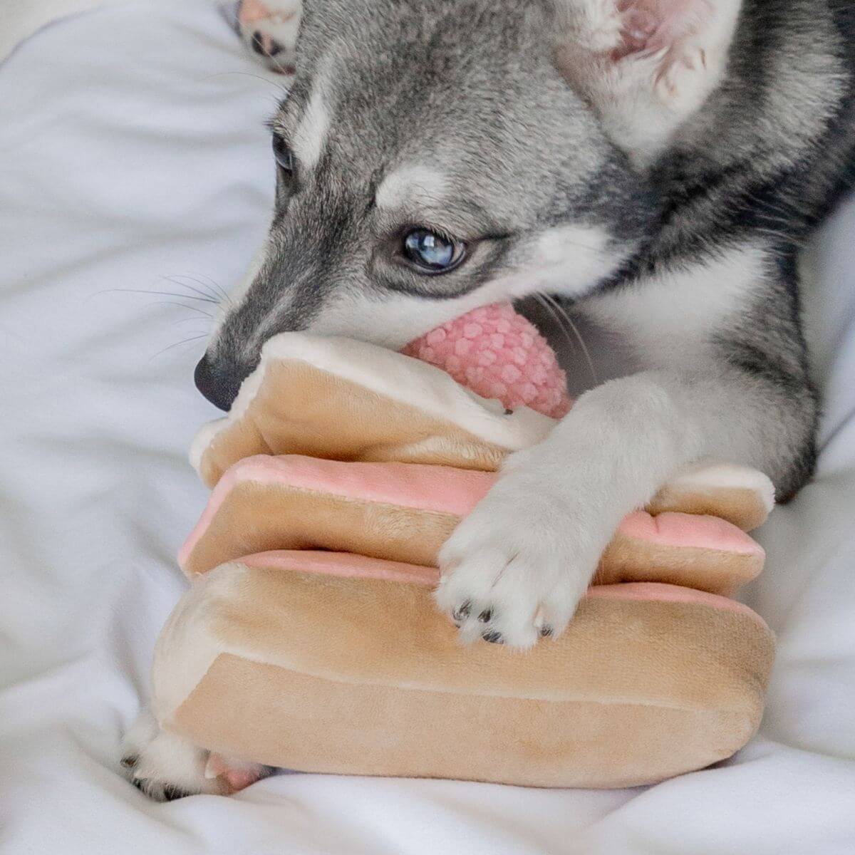 A pomsky cuddling a Pups and Bubs Strawberry Mille-Feuille. 