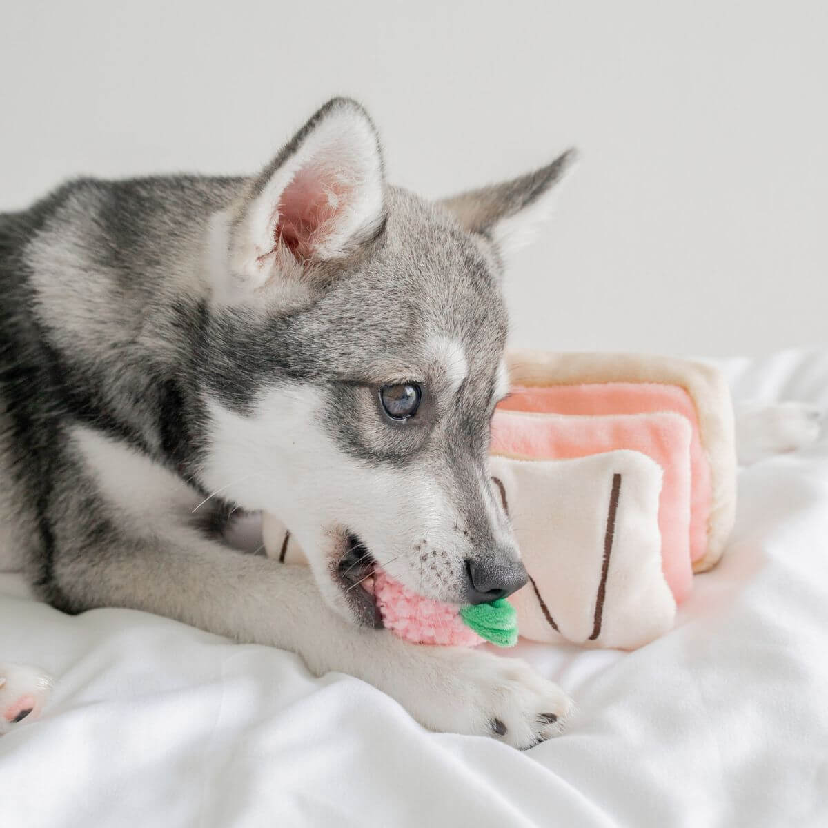 A pomsky chewing on the strawberry topping atop the Pups and Bubs Strawberry Mille-Feuille. 