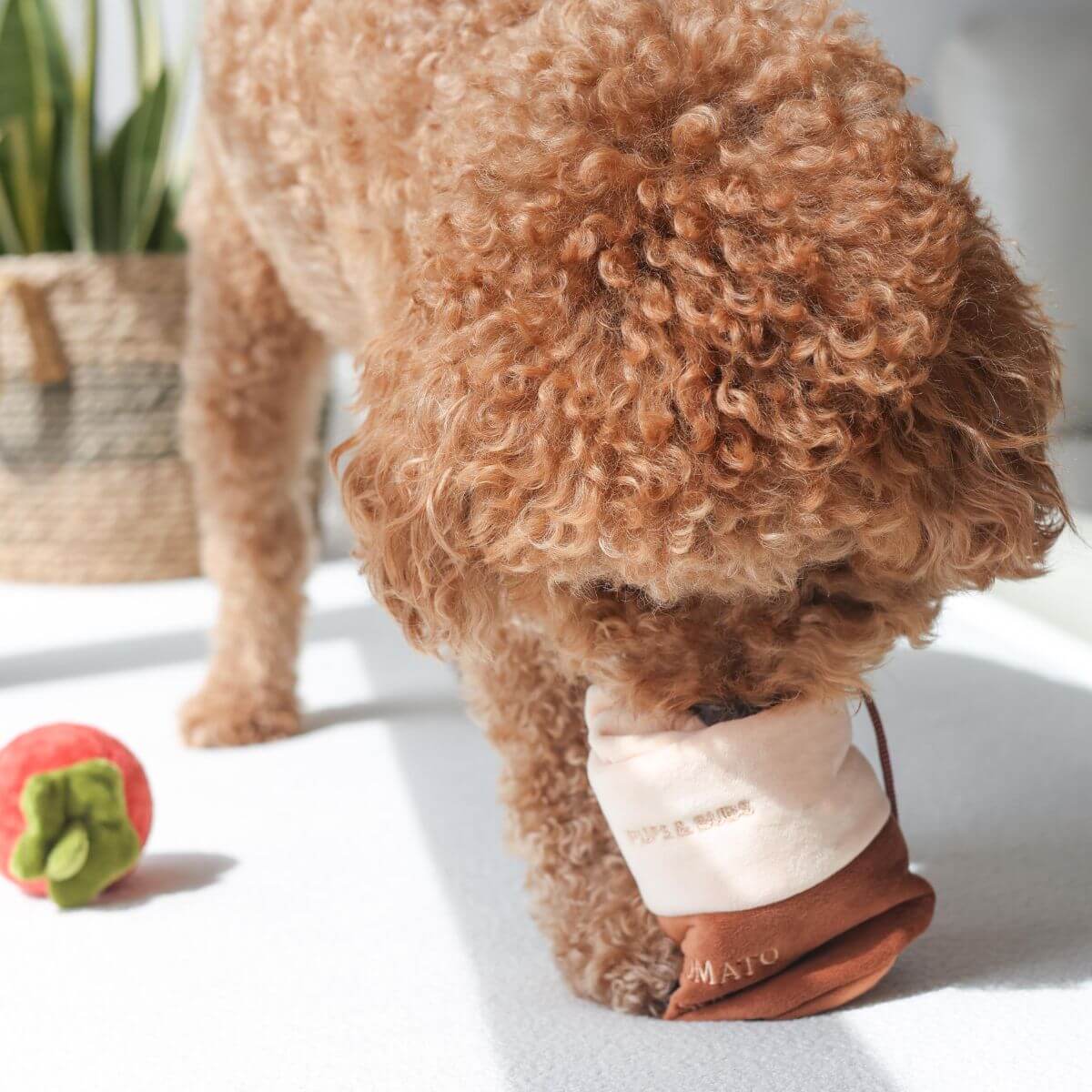 A poodle stuffing its nose into the Pups and Bubs Tomato Soup Nosework Toy can. 