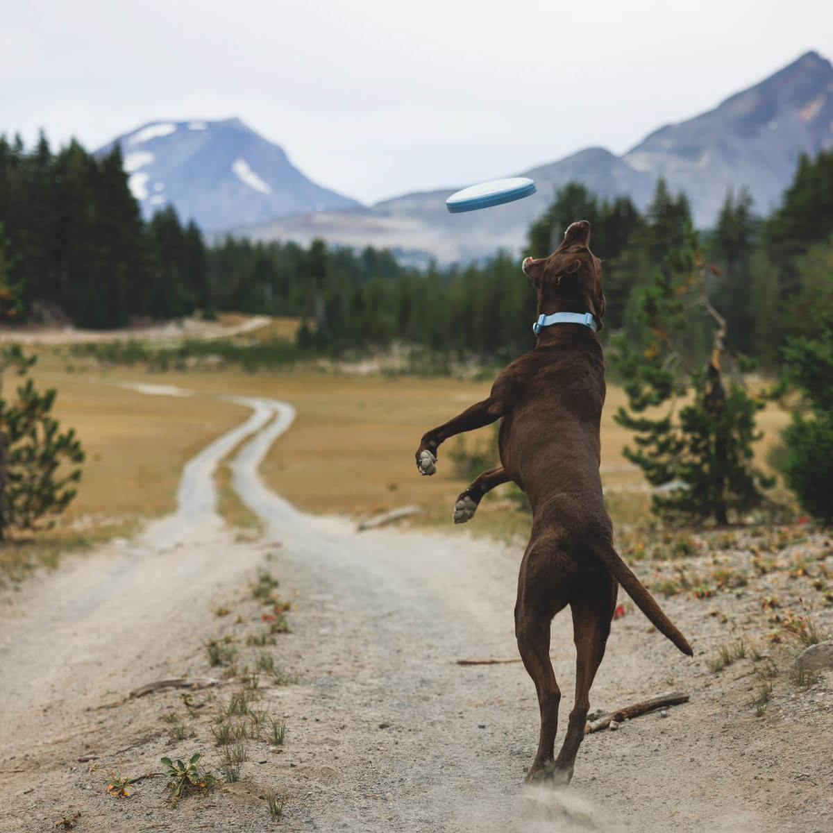 Ruffwear Camp Flyer™ Lightweight Flying Disc