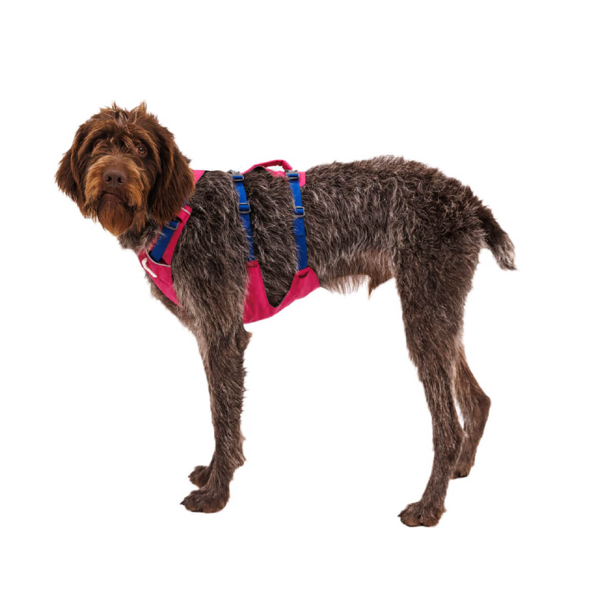 Ruffwear Flagline Dog Harness with Handle