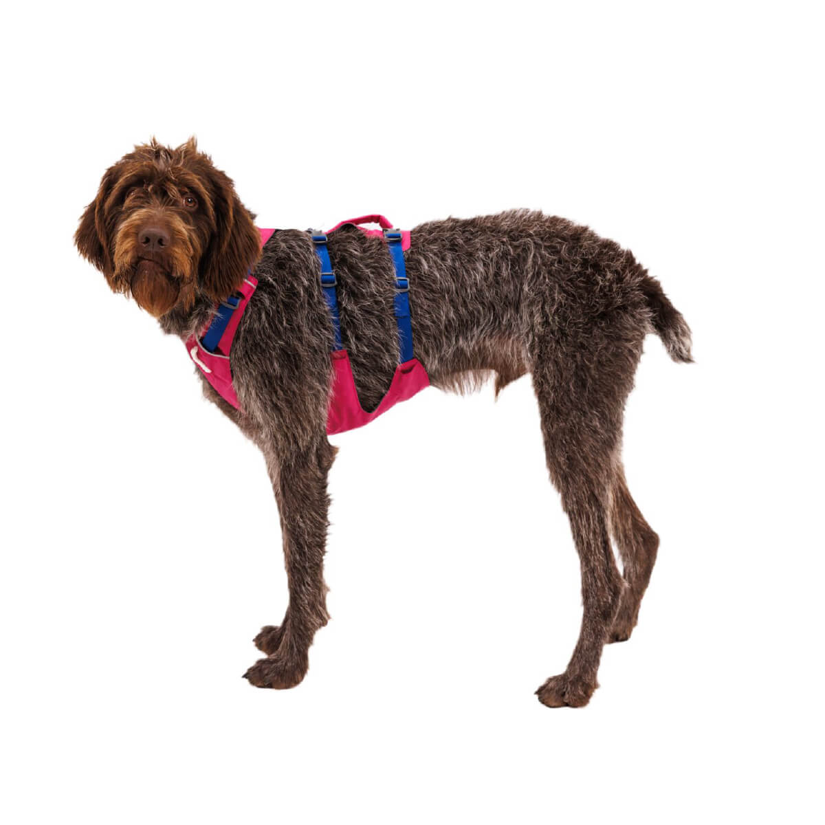 Ruffwear Flagline™ Lightweight Dog Harness with Handle