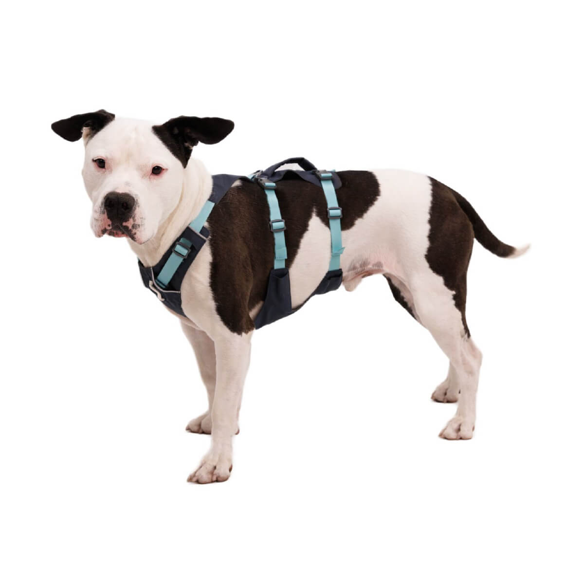 Ruffwear Flagline™ Lightweight Dog Harness with Handle