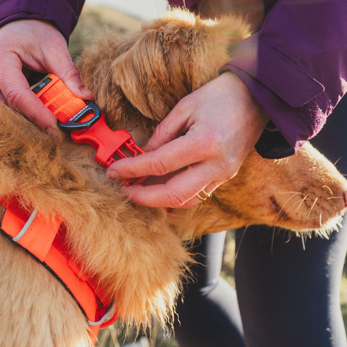 Ruffwear Front Range™ Dog Collar