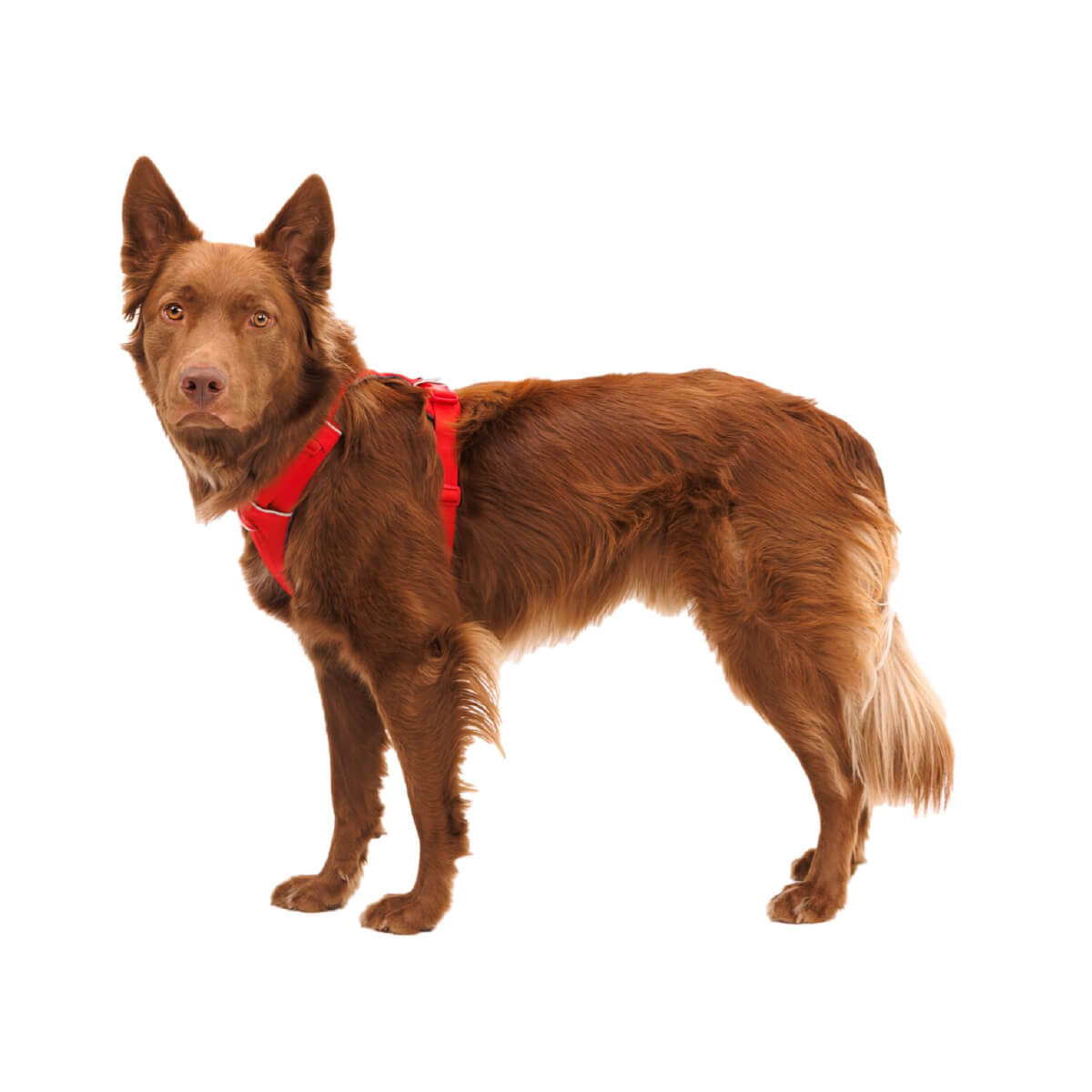 Ruffwear Front Range No Pull Everyday Dog Harness