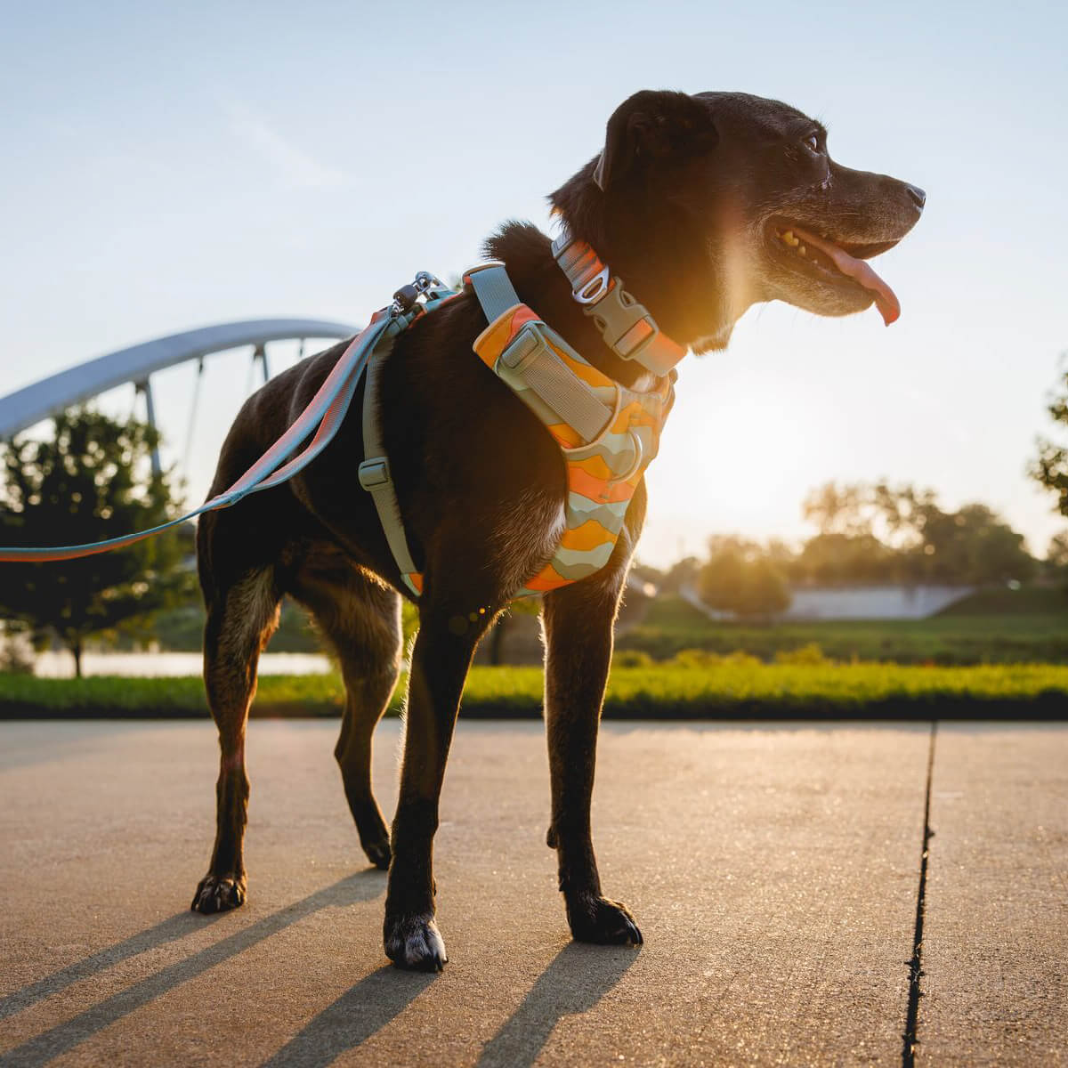 Ruffwear no hotsell pull harness