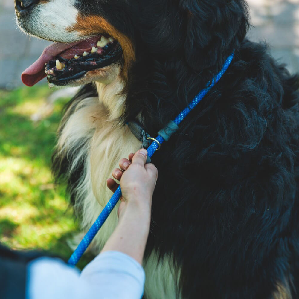 Ruffwear Just-a-Cinch™